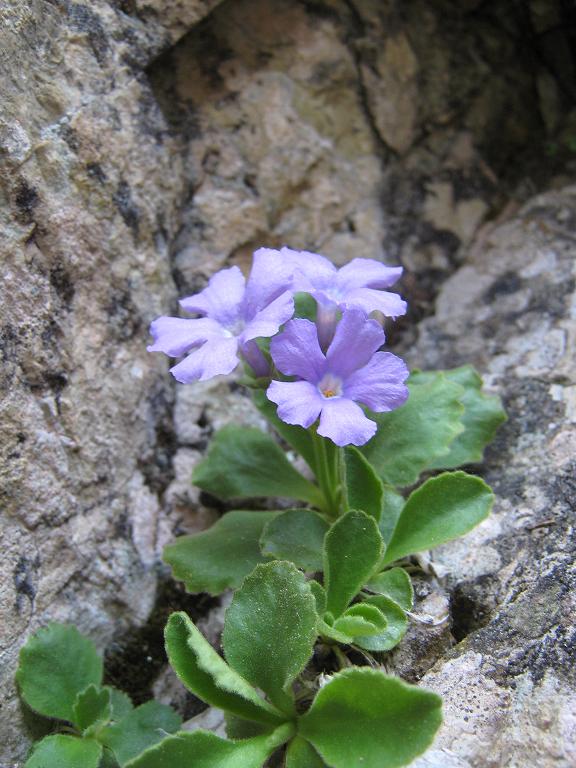 Primula recubariensis / Primula di Recoaro